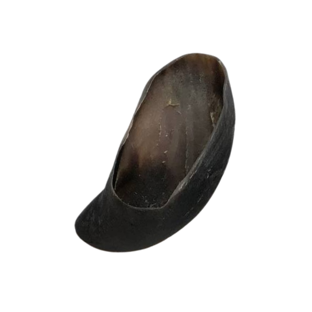Buffalo Hoof