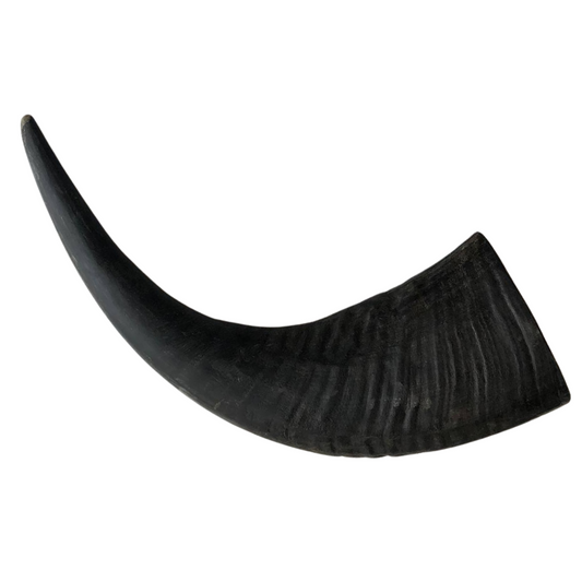 Buffalo Horn